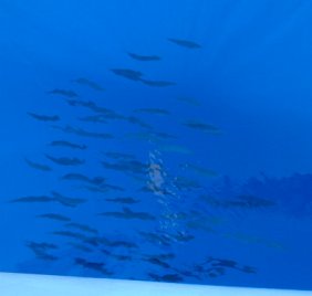 Fish swim below the boat