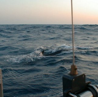 Pilot Whales