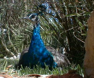 A peacock in the park