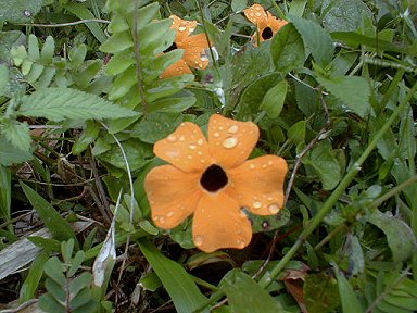 Black-Eyed Susan