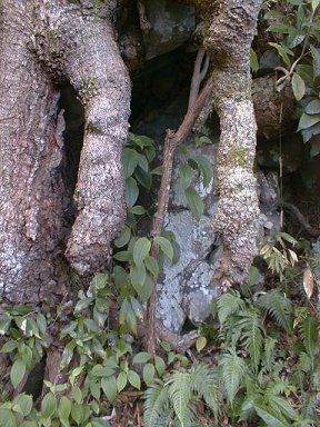 Landslide rock caught behind tree