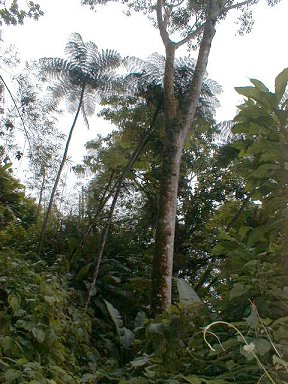 The forest skyline