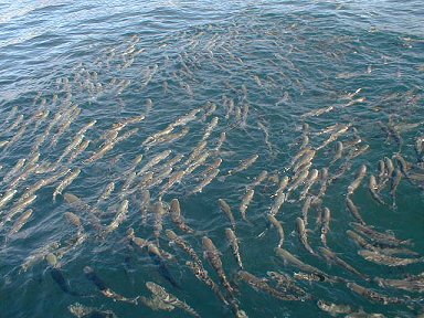 Fish around our boat in Laxe