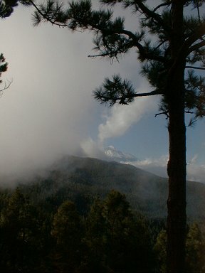 Mount Teide from the pine forest