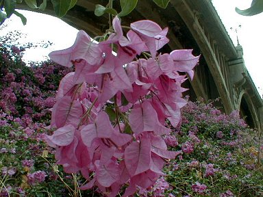 Local wild flora in abundance